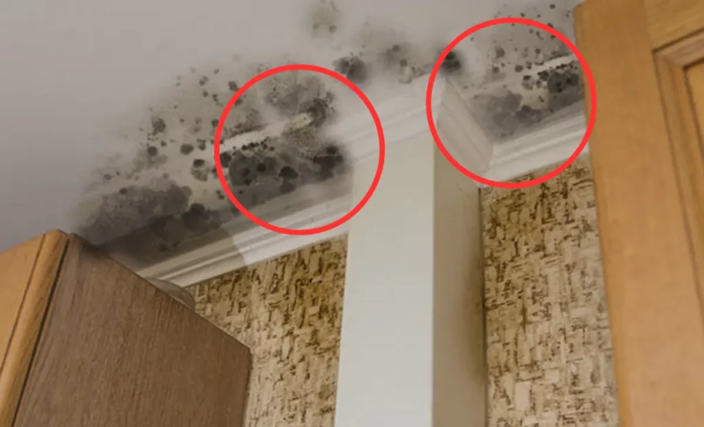 Signs of Mold in Apartment, Signs of Mold in your Apartment, Visible Signs of Mold in Your Apartment